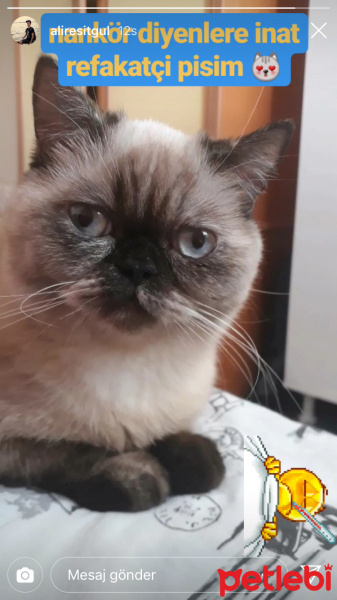 British Shorthair, Kedi  Vanessa fotoğrafı