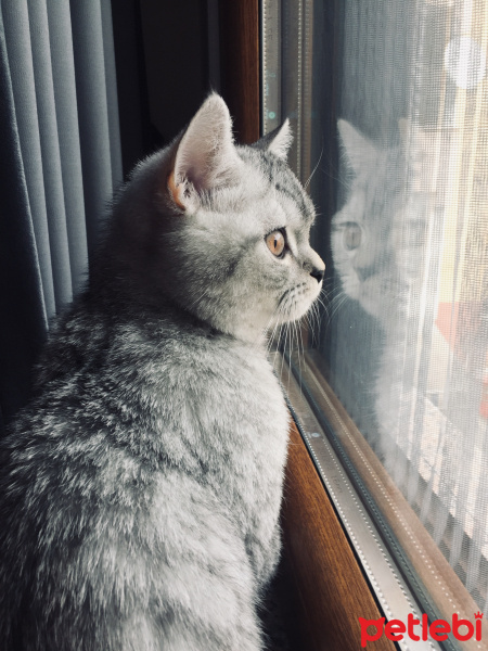 British Shorthair, Kedi  Olric fotoğrafı