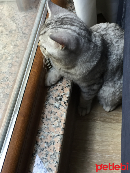 British Shorthair, Kedi  Olric fotoğrafı