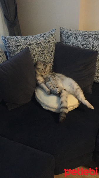 British Shorthair, Kedi  Olric fotoğrafı