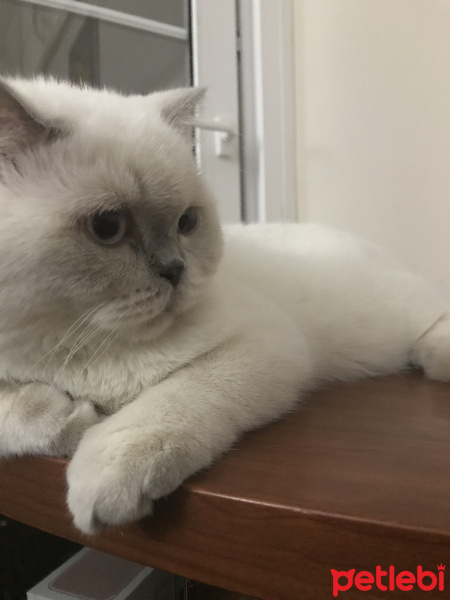 British Shorthair, Kedi  Luko fotoğrafı