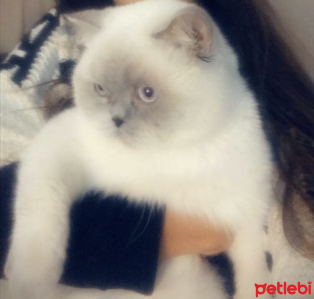 British Shorthair, Kedi  Luko fotoğrafı