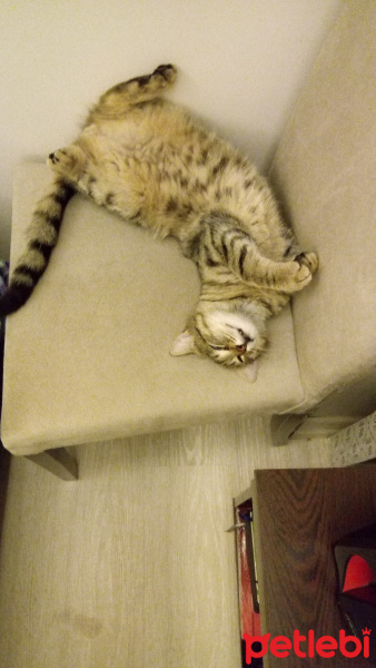 Tekir Kedi, Kedi  KaraPati fotoğrafı