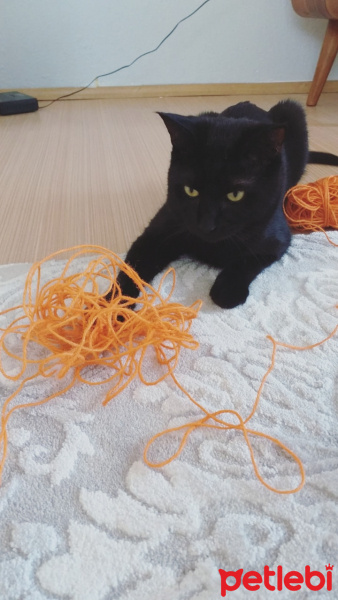 Bombay, Kedi  Barış fotoğrafı
