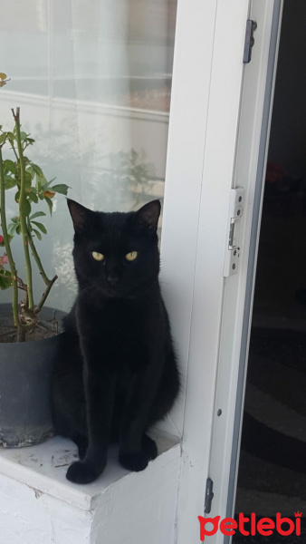 Bombay, Kedi  Barış fotoğrafı