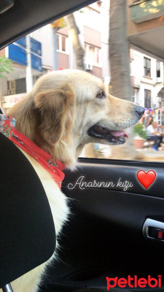 Golden Retriever, Köpek  Waffle fotoğrafı