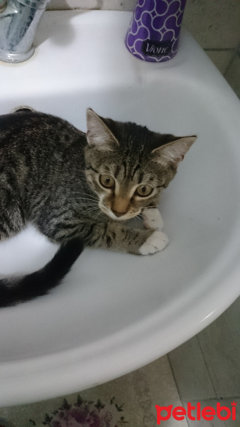 Tekir Kedi, Kedi  Gofret fotoğrafı