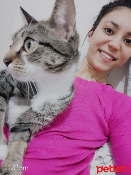 Tekir Kedi, Kedi  Gofret fotoğrafı