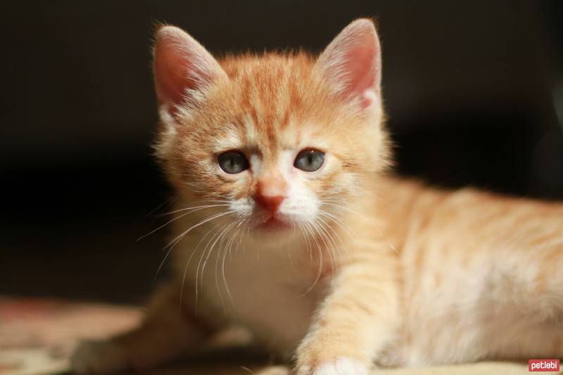 Tekir Kedi, Kedi  Kurabiye fotoğrafı