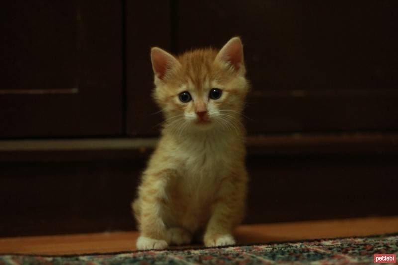 Tekir Kedi, Kedi  Kurabiye fotoğrafı