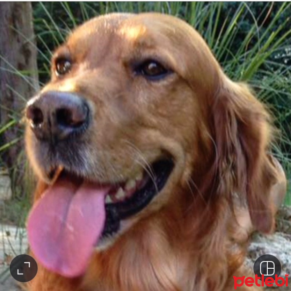 Golden Retriever, Köpek  Boza fotoğrafı