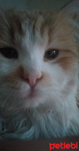 Tekir Kedi, Kedi  Tequila fotoğrafı