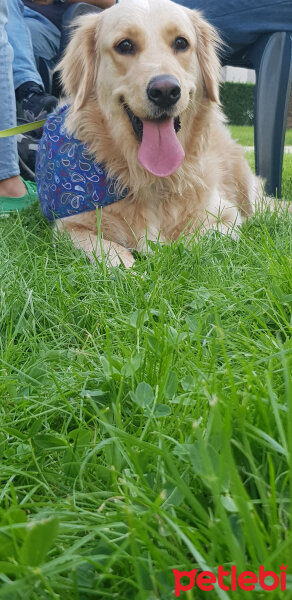 Golden Retriever, Köpek  Max fotoğrafı