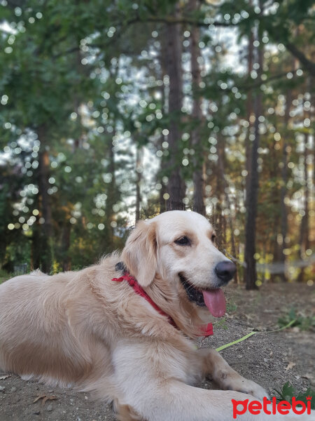 Golden Retriever, Köpek  Max fotoğrafı