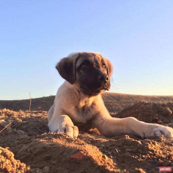 Kangal, Köpek  ZEYNA fotoğrafı