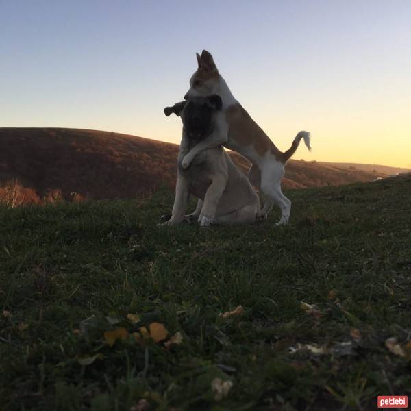 Kangal, Köpek  ZEYNA fotoğrafı