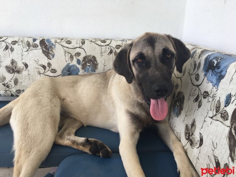 Kangal, Köpek  ZEYNA fotoğrafı