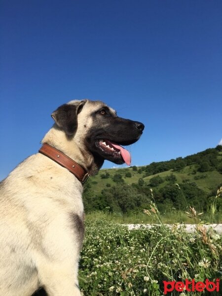 Kangal, Köpek  ZEYNA fotoğrafı