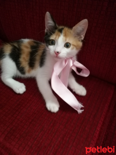 Tekir Kedi, Kedi  Güneş fotoğrafı