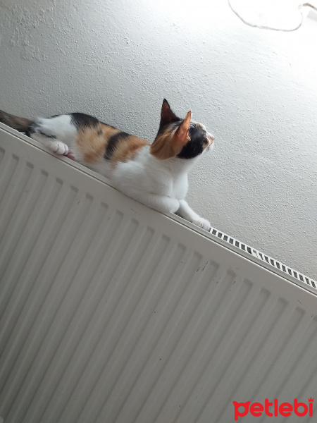 Tekir Kedi, Kedi  Karamel fotoğrafı