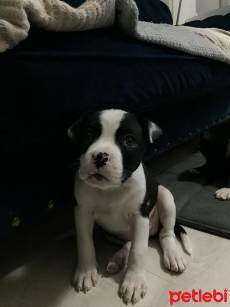 Staffordshire Bull Terrier, Köpek  Iset fotoğrafı