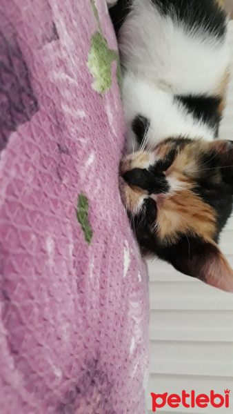 Tekir Kedi, Kedi  Hera fotoğrafı