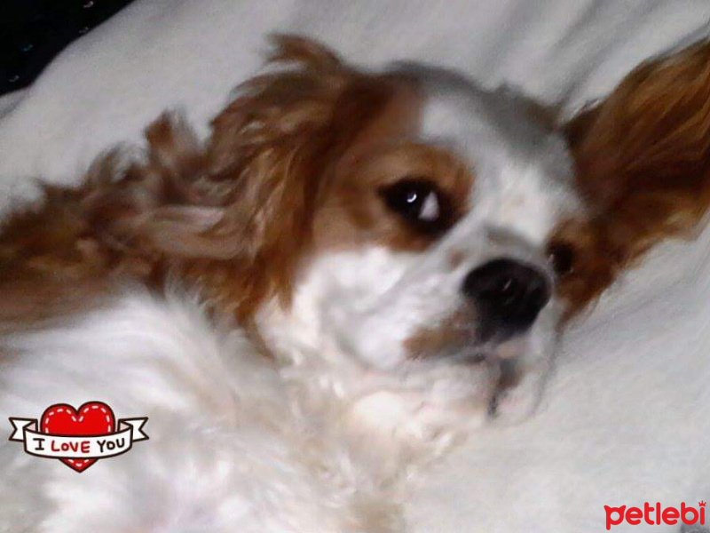 Cavalier King Charles Spanieli, Köpek  Çıtır fotoğrafı