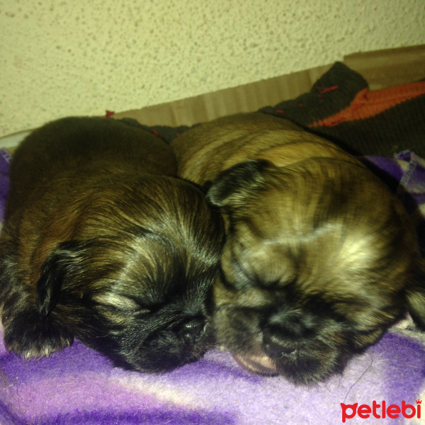 Pekingese, Köpek  Şeker fotoğrafı