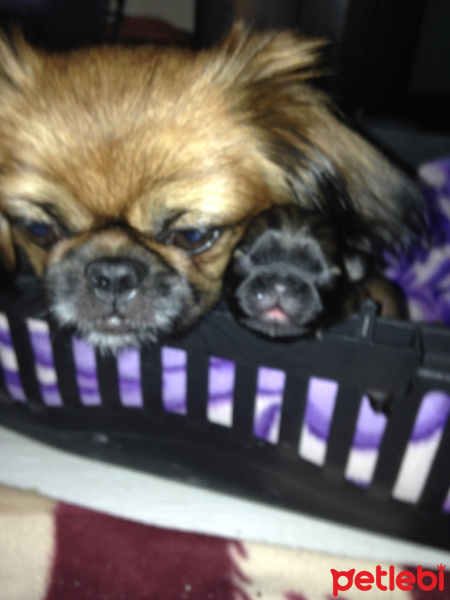 Pekingese, Köpek  Şeker fotoğrafı