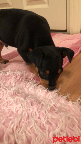 Minyatür Pinscher, Köpek  IVory fotoğrafı