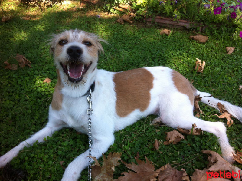Jack Russell Terrier, Köpek  Düşes fotoğrafı