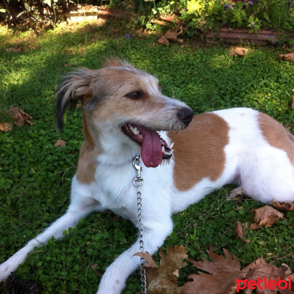 Jack Russell Terrier, Köpek  Düşes fotoğrafı