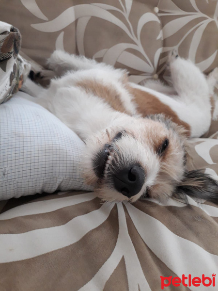 Jack Russell Terrier, Köpek  Düşes fotoğrafı
