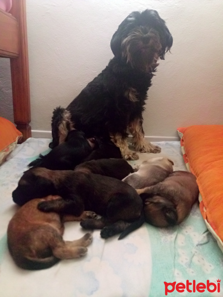 Tibet Terrieri, Köpek  Lady fotoğrafı