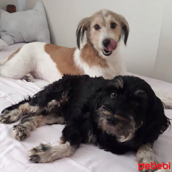 Tibet Terrieri, Köpek  Lady fotoğrafı