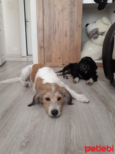 Tibet Terrieri, Köpek  Lady fotoğrafı
