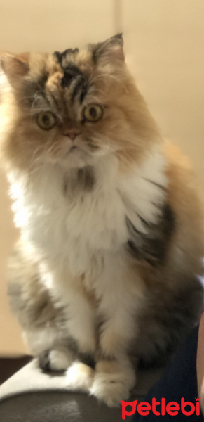 Chinchilla, Kedi  Bambam fotoğrafı