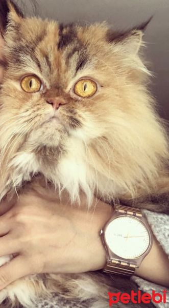 Chinchilla, Kedi  Bambam fotoğrafı