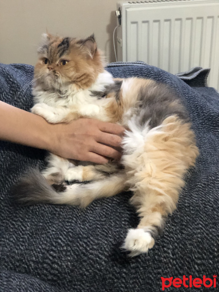 Chinchilla, Kedi  Bambam fotoğrafı