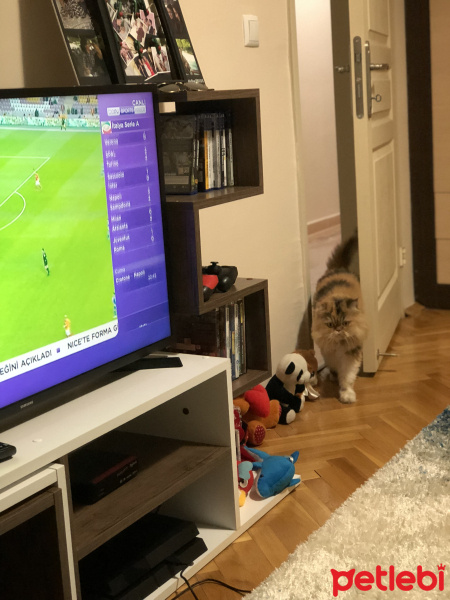 Chinchilla, Kedi  Bambam fotoğrafı