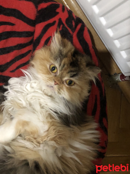 Chinchilla, Kedi  Bambam fotoğrafı