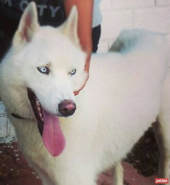 Sibirya Kurdu (Husky), Köpek  ıce fotoğrafı