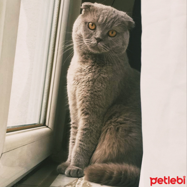 Scottish Fold, Kedi  Duman fotoğrafı