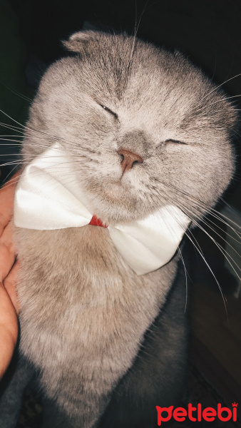 Scottish Fold, Kedi  Duman fotoğrafı
