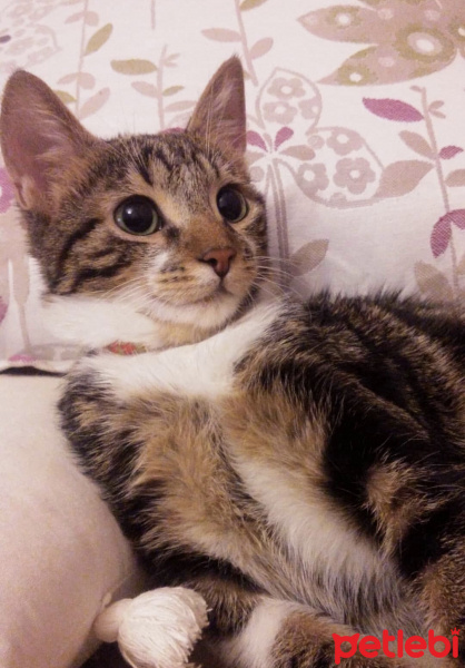 Tekir Kedi, Kedi  Paşa fotoğrafı