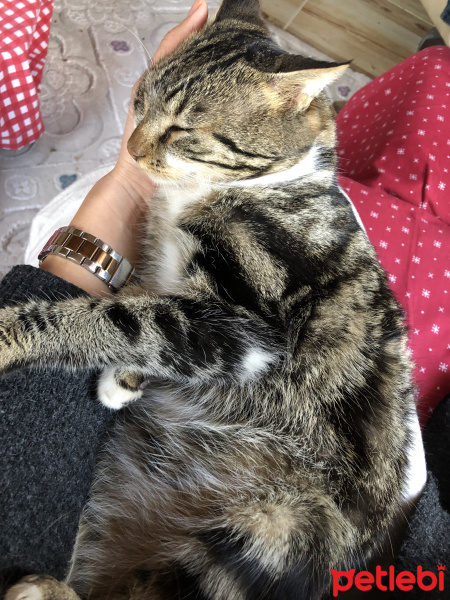 Tekir Kedi, Kedi  Paşa fotoğrafı
