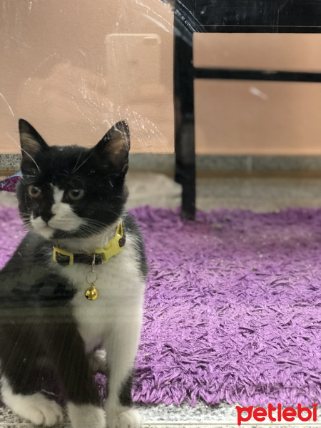 Tekir Kedi, Kedi  Zilli fotoğrafı
