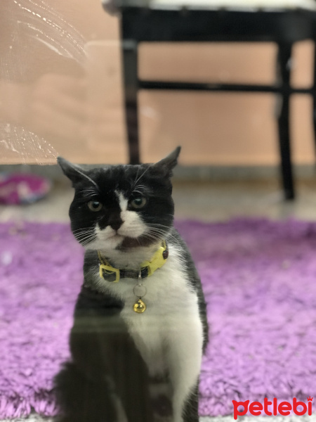 Tekir Kedi, Kedi  Zilli fotoğrafı