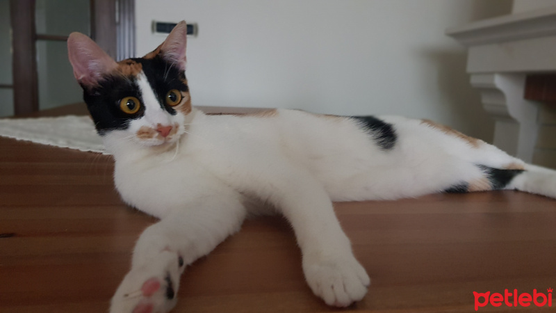 Tekir Kedi, Kedi  Tarçın fotoğrafı