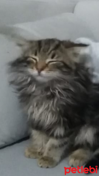 Sibirya Kedisi, Kedi  Sushi fotoğrafı